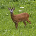 Ancora lui: lontano pronipote del Bambi di Felix Salten? Ancora lui: lontano pronipote del Bambi di Felix Salten?