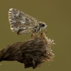 Pirgus ( parliamo di compo...? ) Pirgus ( parliamo di compo...? )