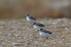 Fratini in fila per tre