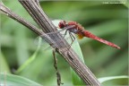 libellula rouge libellula rouge