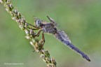 Orthetrum coerulescens_2 Orthetrum coerulescens_2