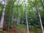 Per me il bosco ha sempre qualche cosa di misterioso, di
 lontano...di strano che mi trasmette un pizzico di paura....
 Con questa foto riprendo ad inviare i miei saluti agli amici 
 dopo lungo silenzio....   Vive cordialit a chiunque si fermi
 ad osservare la mia foto.... Ciao tutti dal Carlino vecchietto ...... ma sempre... pi ...giovane.....