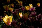 Tulipani Tulipani