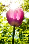 Tulipano Tulipano