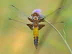 Libellula depressa maschio immaturo Libellula depressa maschio immaturo