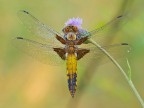 Libellula depressa maschio immaturo