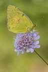 Colias Colias