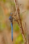 Orthetrum coerulescens Orthetrum coerulescens