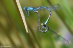Mating