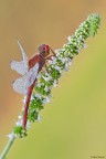 Crocothemis erythraea Crocothemis erythraea