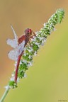 Crocothemis erythraea
Dati exif: ISO 100 - f/13 - 1/10 sec. - esp. +1 - luce naturale - cavalletto - scatto remoto - plamp

[url=http://img204.imageshack.us/img204/1808/sympetrumsanguineumhr18.jpg] Alta risoluzione [/url]
Graditi commenti e critiche
Max