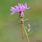 Sympetrum striolatum
Dati exif: ISO 100 - f/9 - 1/5 sec. - esp. +1 - luce naturale - cavalletto - scatto remoto - plamp

[url=http://img12.imageshack.us/img12/889/sympetrumstriolatum2500.jpg] Alta risoluzione 2500px [/url]
Graditi commenti e critiche
Max