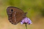 Minois dryas