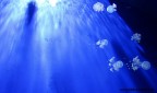 jellyfish jellyfish