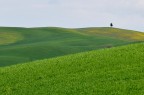 Solitario