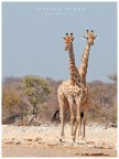 NMB|etosha NMB|etosha