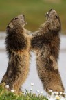 Giochi tra marmotte