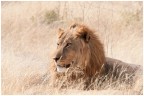 NMB|etosha - THE KING 8 NMB|etosha - THE KING 8