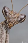 ciao a tutti 
maschio di Ameles spallanzania 
insetto wildlife fotografato in natura 
1/80s f/16.0 at 180.0mm +20mm extension tube iso200 

Hr http://img38.imageshack.us/img38/5595/amelesspallanzania111.jpg