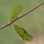 solo due foglie solo due foglie