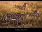 Consigli e commenti sono sempre ben accetti.

Canon D MK IV + Canon 300 mm

iso 400 tv 1/2500 av 2.8