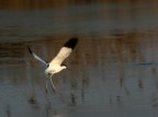 avocetta in volo a valle cannevie, dicembre 2005
info oasi:
http://www.parcodeltapo.it/er/natura/ambienti/acque_vallle_cannevi.html
http://www.birdinitaly.net/zone_scheda.asp?key=6
http://www.liceoariosto.it/unpodiparco/sitiambienti/vallecannevi%C3%A8porticino.htm
http://sd2.provincia.fe.it/turismo/tea.nsf/0/029E2FAE6D1F129EC1256E48003B47A6?OpenDocument&NP=0I1F&Lang=IT#
http://www.kindercereali.it/jkc/parchi_di_airone.jsp?id=10

ciao gigi