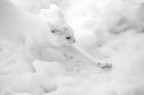Foto fatta questo inverno durante le nevicate =) quasi non si vede...
Per evitare dubbi questa foto  stata caricata anche su un altro sito di foto.