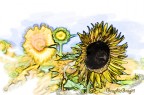 girasole girasole