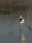 avocetta on ice avocetta on ice
