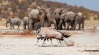 Orici che combattono .... elefanti che guardano Orici che combattono .... elefanti che guardano