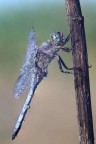 libellula libellula