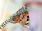 Euplagia quadripunctaria...da sotto..
