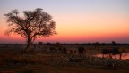 La marcia degli elefanti al tramonto La marcia degli elefanti al tramonto