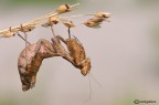 Ameles spallanzania