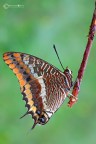 Charaxes jasius (Linnaeus, 1767)... Charaxes jasius (Linnaeus, 1767)...