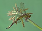 Aeshna-cjanea-(muller,1764)-femmina Aeshna-cjanea-(muller,1764)-femmina
