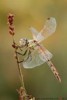 Miss Sympetrum Miss Sympetrum