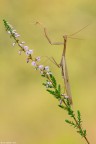 Mantis male Mantis male
