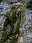 Il cane nella roccia