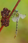 Onychogomphus ... Onychogomphus ...