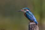 Martin Pescatore - (Alcedo atthis) - Oasi Lipu Racconigi

Giornata perfetta, luce perfetta, si  posato un attimo sul palo prima di osservare l'acqua e partire a razzo per pescare.
Davvero un bellissimo momento ed una bellissima emozione vederlo per la prima volta.

Canon 40D - Sigma 150-500 
ISO 400
AV: f8
TV: 1/800
Compensazione ev: -1