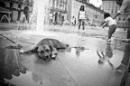 The dog lies down on Turin The dog lies down on Turin