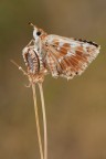 Questo piccolo Esperide l'ho trovato una mattina quanto l' Hipparchia che avevo trovato dalla sera prima mi ha fregato per l'ennesima volta :)

Critiche e consigli sono molto graditi ed apprezzati

Un saluto,Tamara

40D,100mm L is,treppiedino...
f13,tv 1/3,iso 200

HR: http://imageshack.us/a/img545/2131/mg9889link2500.jpg