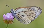 Aporia