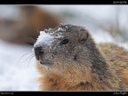 Marmotta # 4 Marmotta # 4
