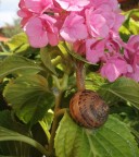 Che profumo! Che profumo!