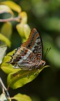 Charaxes J. (Linnaeus 1767) Charaxes J. (Linnaeus 1767)
