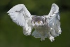 Volo Volo