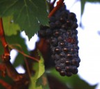 futuro Chianti.