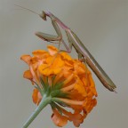 La Vanità...!!! La Vanità...!!!